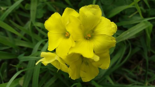 Close-up of yellow flower blooming outdoors