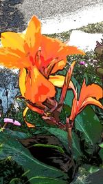 Close-up of orange flowering plant by water