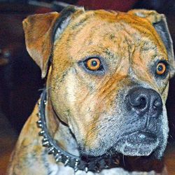 Close-up portrait of a dog