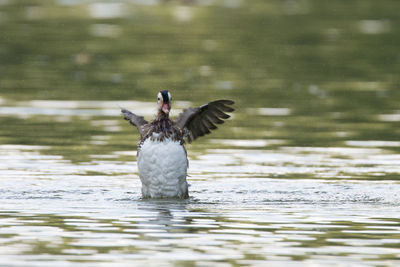 Bird flying over lake