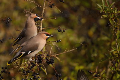 Low angle view of waxwings perching on tree