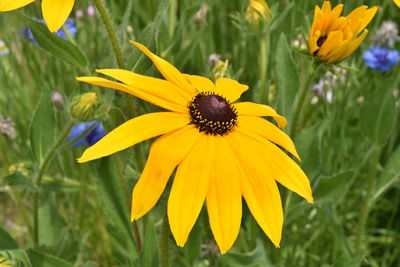 High angle view of yellow daisy blooming outdoors