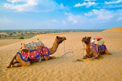 Panoramic view of horse in desert against sky