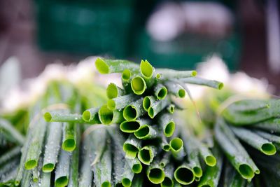 Close-up of succulent plant