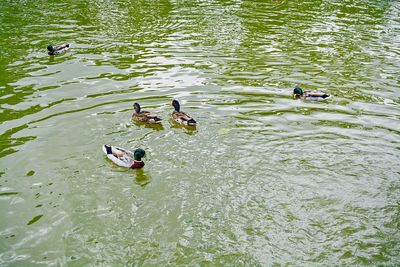 High angle view of mallard ducks swimming in lake