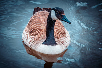 Close-up of duck swimming in lake