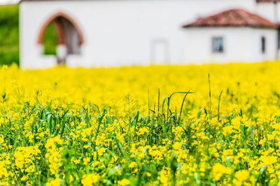 Yellow flowering plants on field