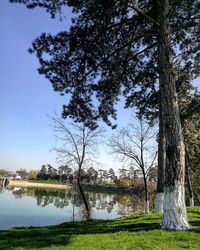 Trees by river against clear sky