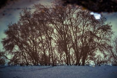 Bare trees against sky