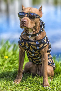 Dog looking away on field