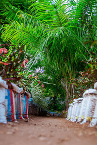 Potted plants on sunny day