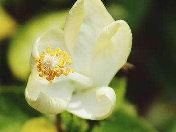 Close-up of white flowering plant