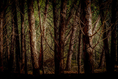 View of trees in forest