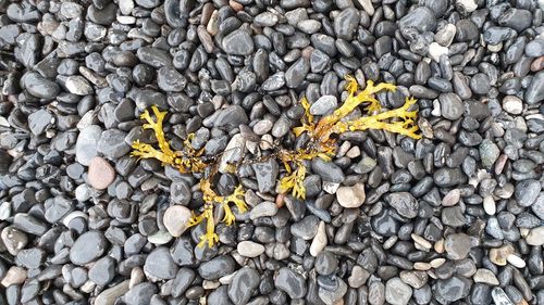 High angle view of yellow leaf on pebbles