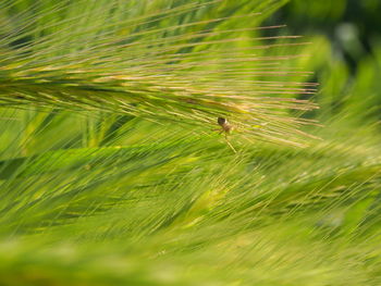 Detail shot of stalks against blurred background