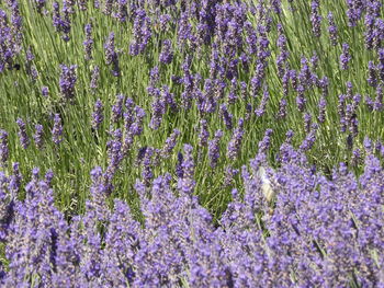 Full frame shot of purple flowering plants on field