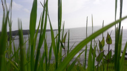 Close-up of grass growing in field