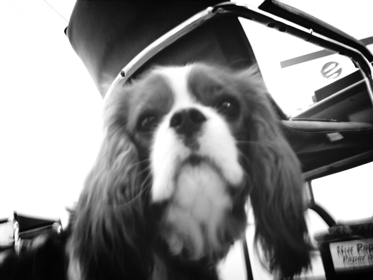 one animal, close-up, animal themes, clear sky, low angle view, part of, domestic animals, pets, portrait, transportation, car, day, looking at camera, headshot, mode of transport, cropped, animal head, focus on foreground, mammal, head and shoulders