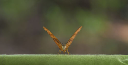 Close-up of butterfly perching on plant