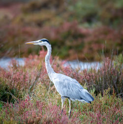 Side view of a bird on field