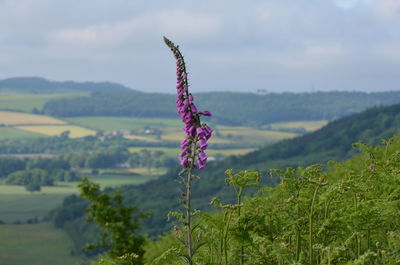 Purple flowering plant on field against sky