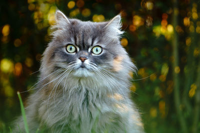 Close-up portrait of cat against sky