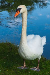 White swan lounging by the lake in the summertime