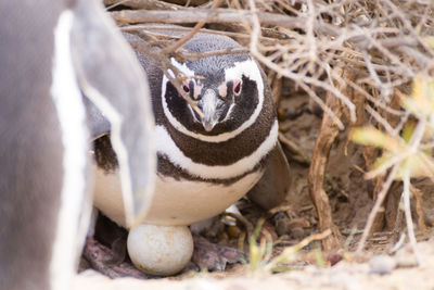 Close-up of bird eating food