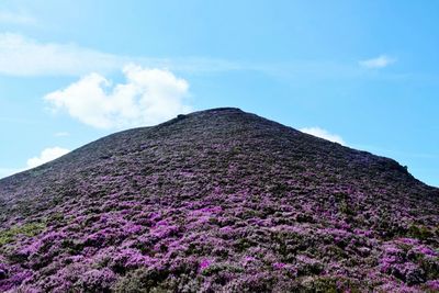 Low angle view of flowers