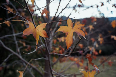 Close-up of maple leaves on branch