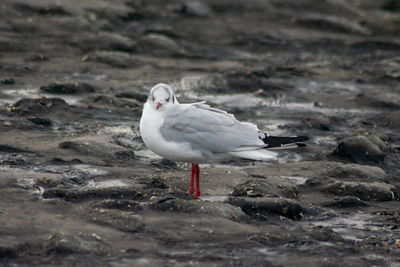 Seagull perching on a land