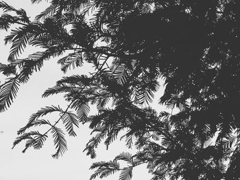 Low angle view of silhouette tree against clear sky
