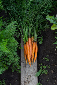 Fresh organic carrots on the ground in the garden in green leaves