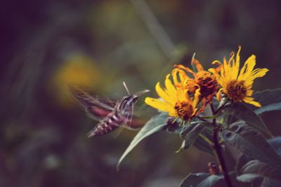 Close-up of butterfly pollinating on flower