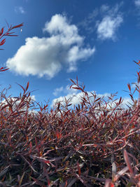 Low angle view of corn field against sky