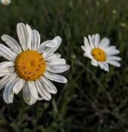 Close-up of white daisy flower