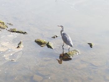 High angle view of birds in lake