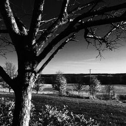 Bare trees on field