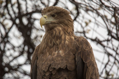 Close-up of eagle perching on branch