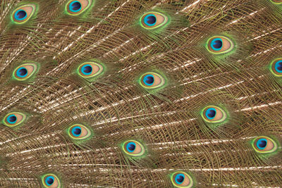 Full frame shot of peacock feathers