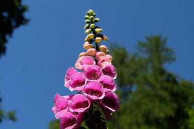Close-up of pink flowers