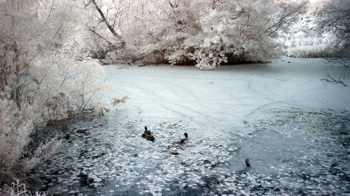 High angle view of ducks in frozen lake