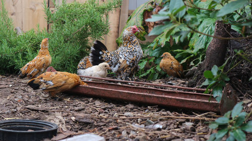 View of birds on land