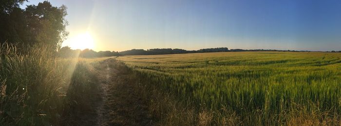 Scenic view of field against sky during sunset