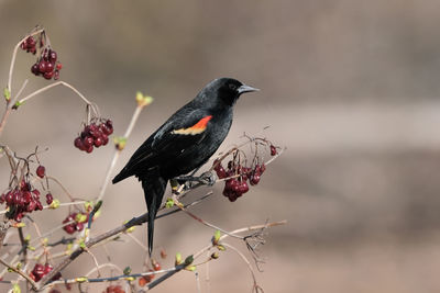 Close-up of bird perching on a branch