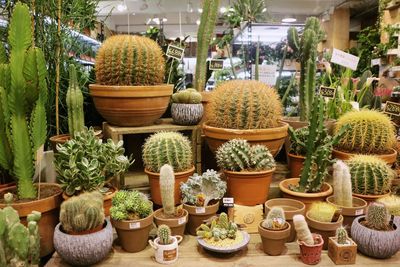 Potted cactus plants
