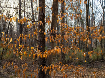 Full frame shot of trees in forest