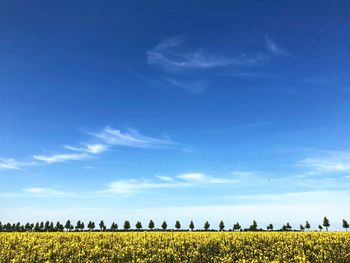 Scenic view of agricultural field against blue sky