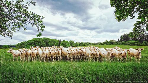 Cows on field against sky