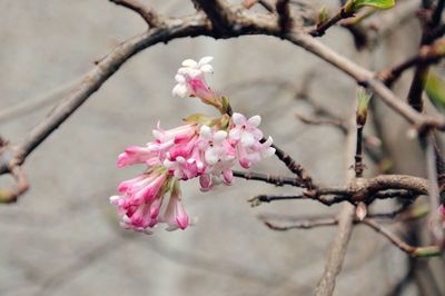 Pink flowers blooming on tree